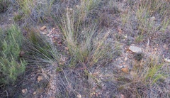 Aristida diffusa