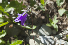 Campanula collina