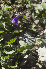 Campanula collina