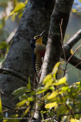 Melanerpes flavifrons