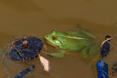 Euphlyctis hexadactyla