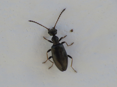 Microhoria versicolor