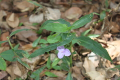Coleotrype natalensis