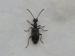 Microhoria versicolor