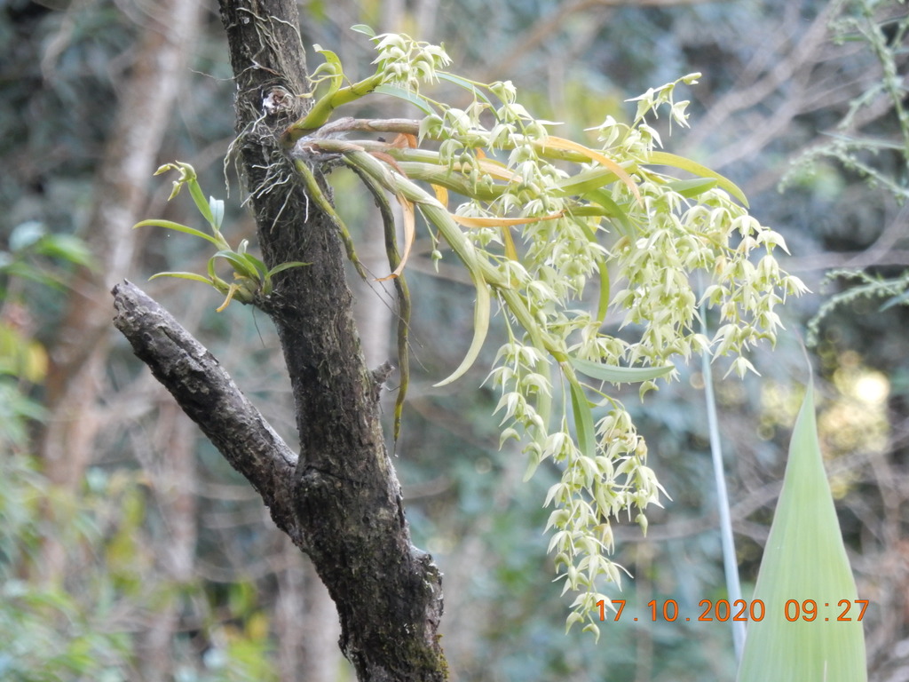 Dendrobium eriiflorum Griff.