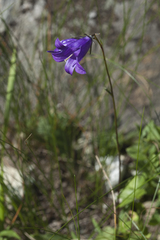 Campanula collina