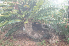 Encephalartos transvenosus