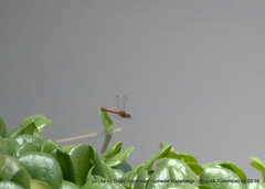 Sympetrum gilvum