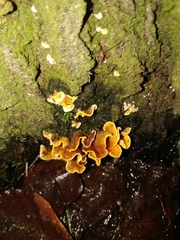 Fungi