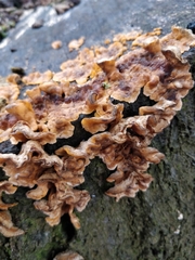 Fungi