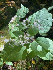 Ageratina roanensis