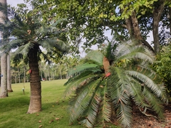 Cycas pectinata
