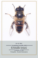 Eristalis tenax