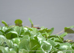 Sympetrum gilvum