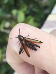 Stenochiini