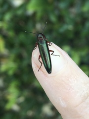 Stenochiini