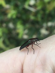 Stenochiini