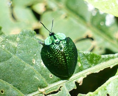 Cyrtonota thalassina