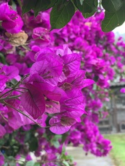 Bougainvillea