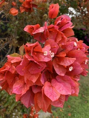 Bougainvillea