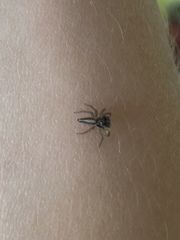 Maeota dorsalis