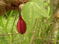Passiflora cisnana