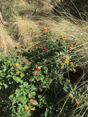 Lantana camara image