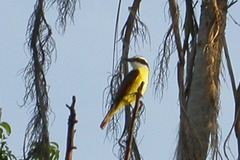 Pitangus sulphuratus