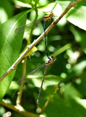 Argia joergenseni