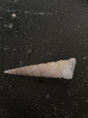 Turritella