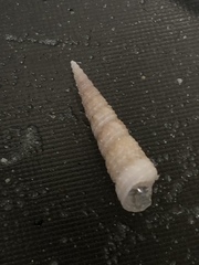 Turritella