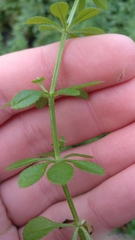 Galium aparine
