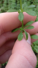 Galium aparine