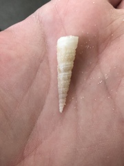 Turritella