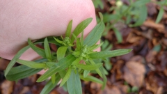 Erigeron