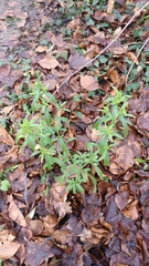 Erigeron