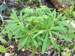 Euphorbia kraussiana