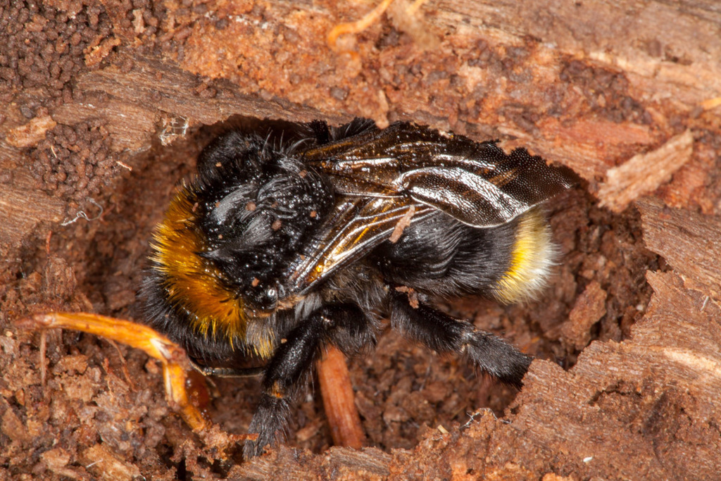 Vestal Cuckoo Bumble bee