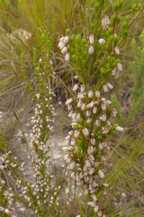 Erica pubigera