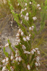 Erica pubigera