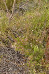 Erica pubigera