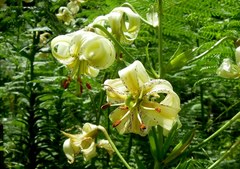 Lilium ledebourii