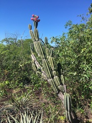 Cereus bicolor