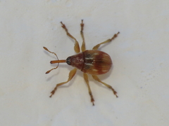 Corimalia tamarisci