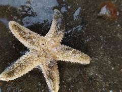Anasterias antarctica
