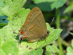 Arzecla tucumanensis