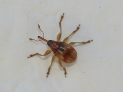 Corimalia tamarisci