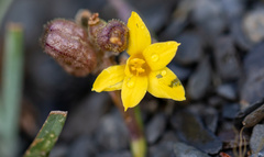 Sisyrinchieae