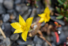 Sisyrinchieae