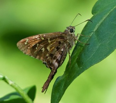 Thorybes dorantes dorantes